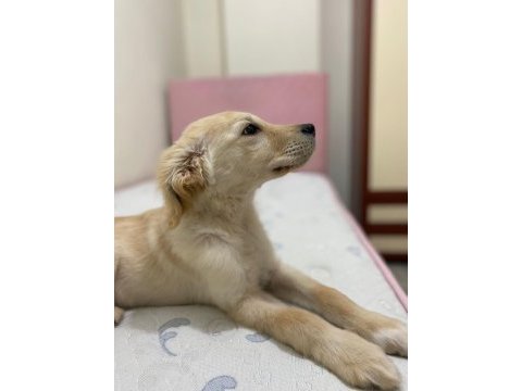 3 aylık golden retriever