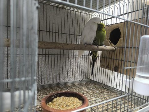 Kümes toplu verilecektir motor takası olur