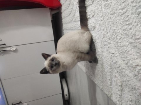 4 aylık erkek uysal siyam kedisi