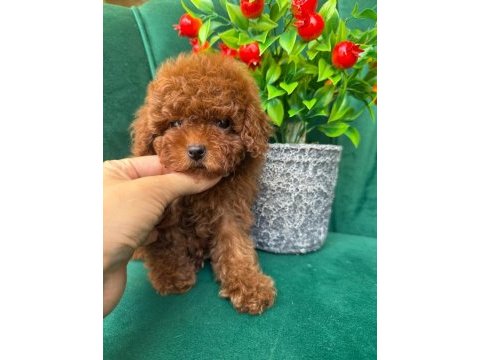 Mağazamızdan red brown toy poodle