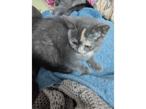 Kedimiz fındık sahibini arıyor