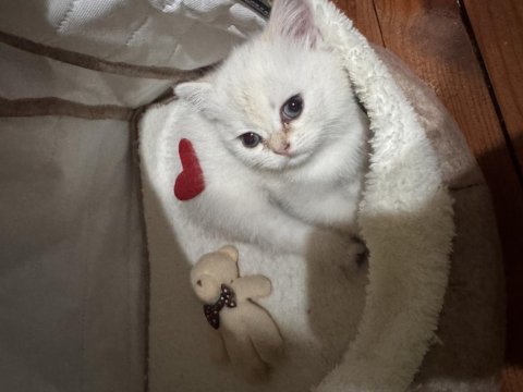 British shorthair kedisi