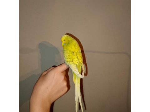Show jumbo muhabbet kuşu erkek