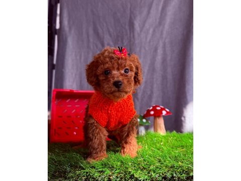 Safkan toy poodle bebekler