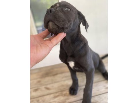 Cane corso dişi yavrular