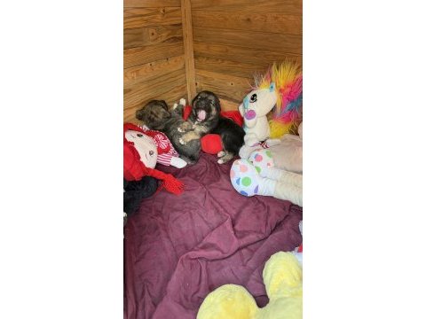 İki yavru köpeğimizi sahiplendirme
