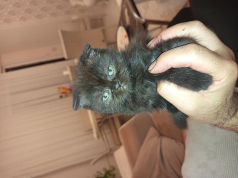 50 günlük scottish fold kedimiz