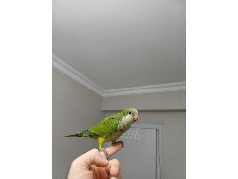 Full evcil monk (quaker) bebek