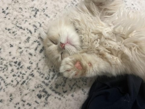 Scottish fold 8 aylık