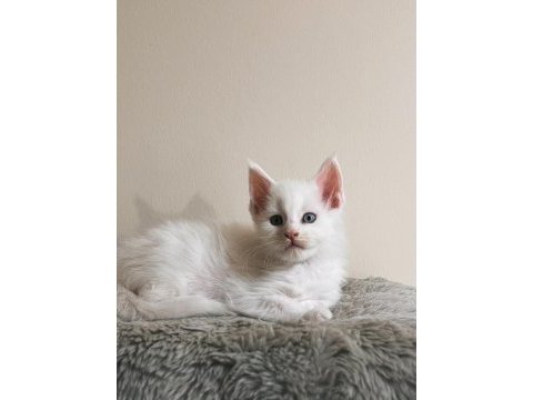 Xxl şecereli şampiyon kan hattı black maine coon