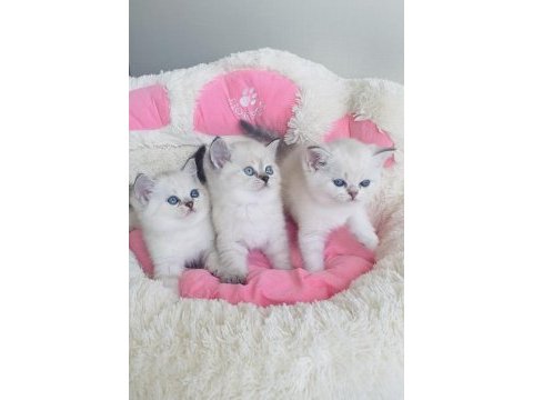 Maviş point british shorthair bebekleirm 