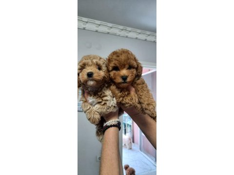 Yavru toy poodle