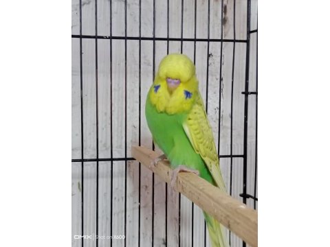 Konuşturmalık renk güzeli show jumbo kuşlar ve anaçlar