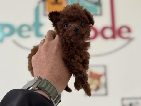 Petmode köpek çiftliğinden tea cup poodle yavrular