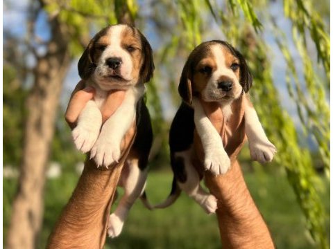 Satılık beagle yavruları