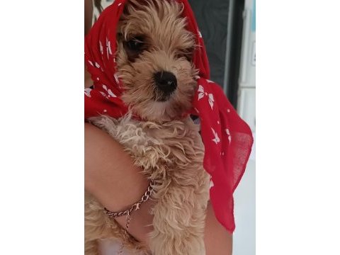 Maltipoo 3 aylık erkek