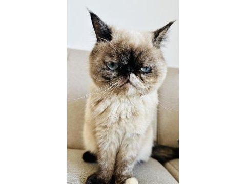 Kısır pars kedisi leona ve kızı sakin chinchilla oreo