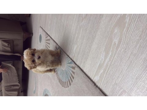 Maltipoo köpeği