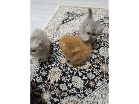 1 anne 2 yavru iran kedisi toplu veya tek