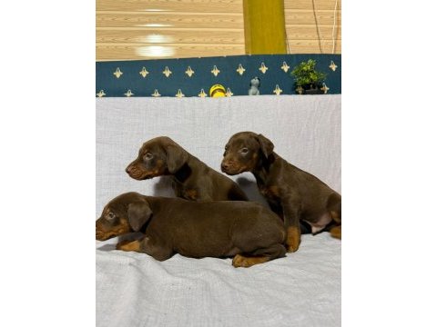 Doberman köpeklerimiz