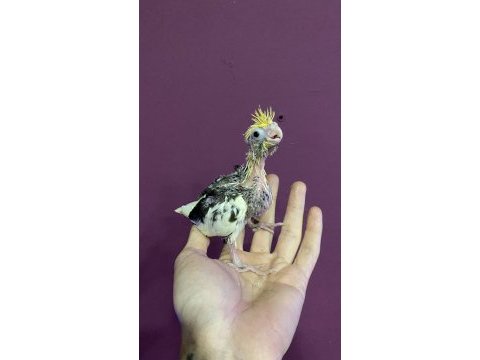 El besleme full evcil sultan papağanı bebekleri