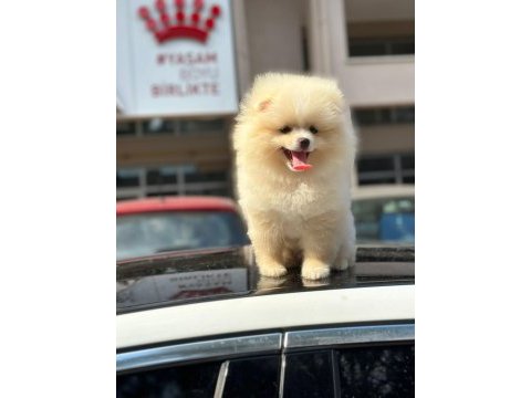 Erkek ve dişi pomeranian boo