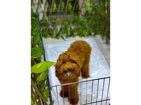 Poodle erkek