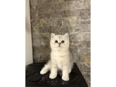 Brıtısh shorthair sılver yavrularım 