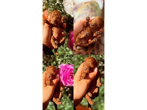 Sıfır numara kore poodle yavrular
