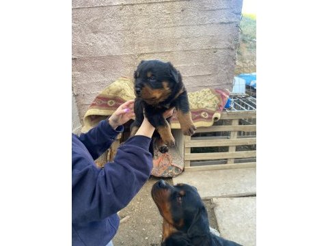 Macar rottweiler bebekler yeni yuvalarını arıyor