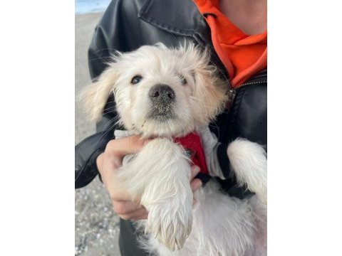 3 aylık yavru köpeğimiz