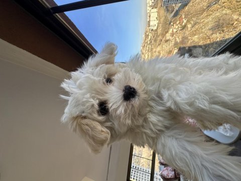 Pomeranian boo yavru köpeklerimiz