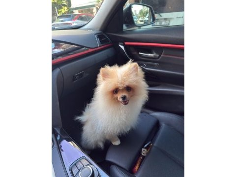 6 aylık pomeranian köpeği