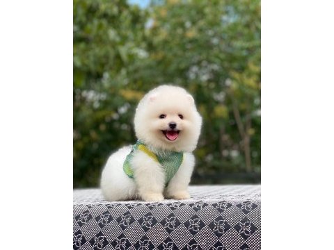 Pomeranian boo yavrularımız karşınızda
