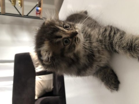 Yavru scottish fold