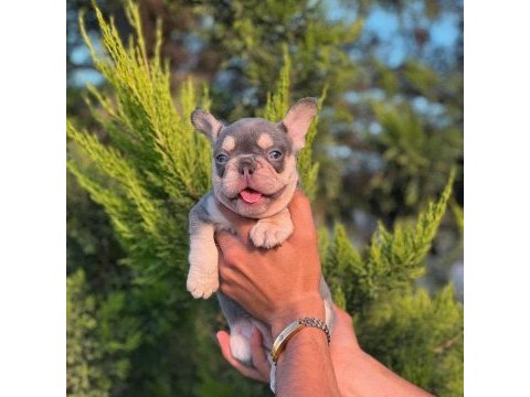 Premıum kalite lilak french bulldog yavrusu
