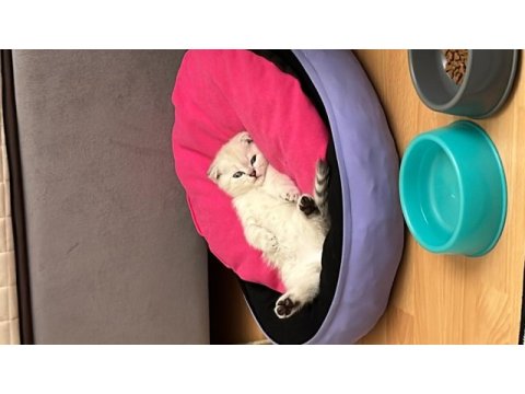 4 aylık dişi scottish fold