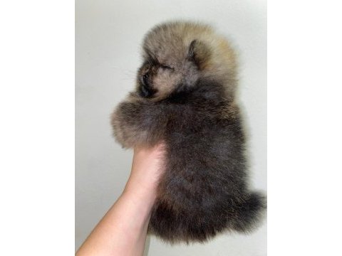 Pomeranian boo erkek safkan yavrular