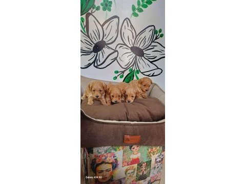 Maltipoo terrier köpekler