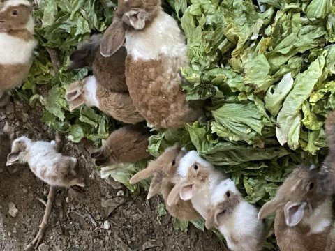 Toplu elma baş tavşan verilir