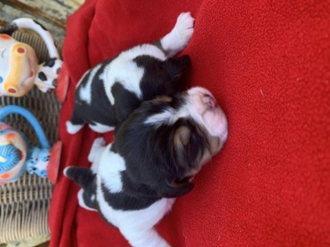 Beagle bigıl