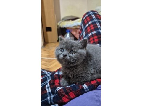 Scottish fold biritish shorthair sağlık garantil