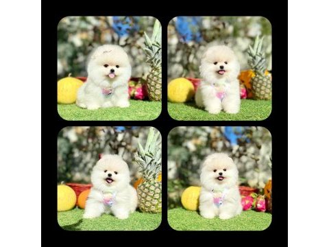 Erkek dişi pomeranian yavrular
