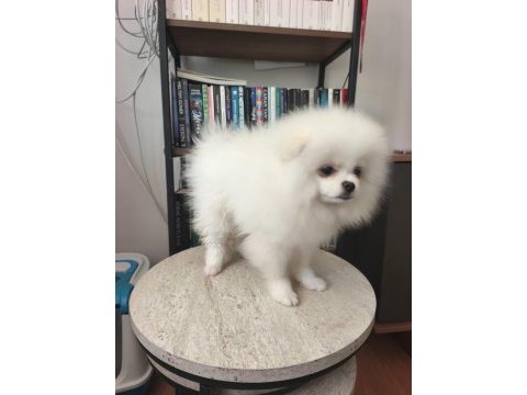 Pomeranian bebekler