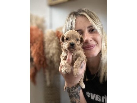 Maltipoo yavruları