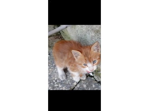 3 sarman yavru kediye acil yuva