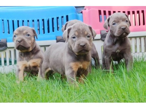 Cane corso yavruları mükemmel arayanlara