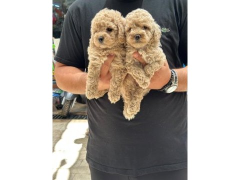 A kalite toy poodle