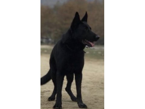 Black solid alman kurdu bebekler