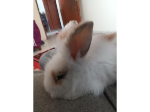Teddy hollanda lop yavru tavşan